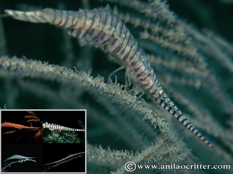 Scuba Dive in Anilao - Underwater Macro Photography, Anilao Muck dive